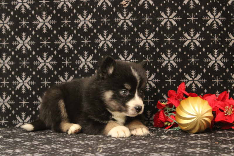 puppy, for, sale, Pomsky, Matthew B. Stoltzfus, dog, breeder, Gap, PA, dog-breeder, puppy-for-sale, forsale, nearby, find, puppyfind, locator, puppylocator, aca